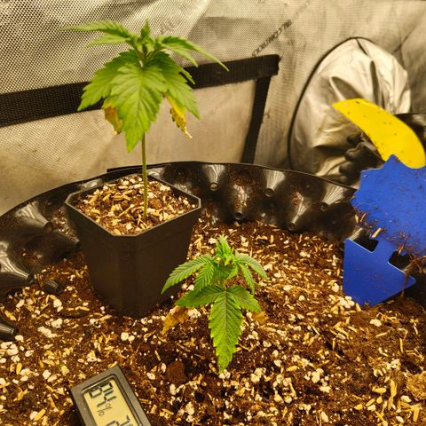 Cherry Poppers growlog timeline photo