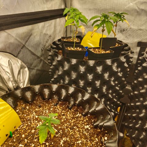 Cherry Poppers growlog timeline photo