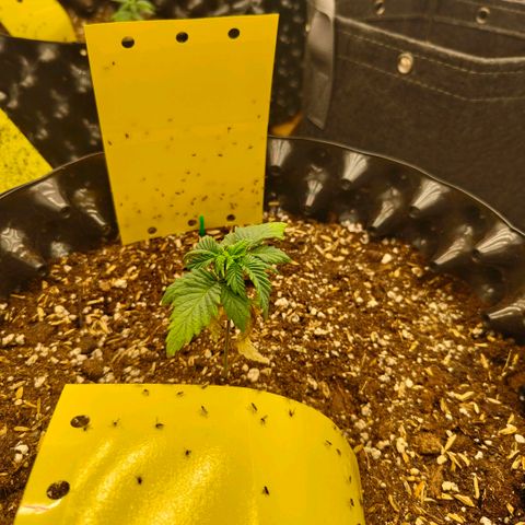 Cherry Poppers growlog timeline photo
