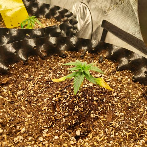 Cherry Poppers growlog timeline photo
