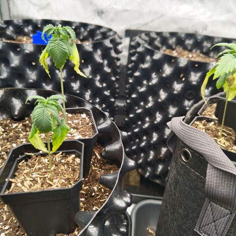 Cherry Poppers growlog timeline photo