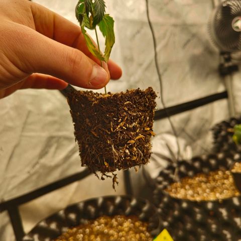 Cherry Poppers growlog timeline photo