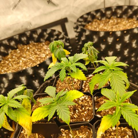 Cherry Poppers growlog timeline photo