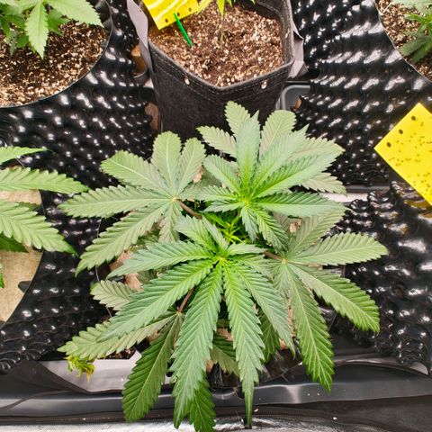 Cherry Poppers growlog timeline photo
