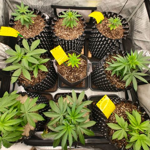 Cherry Poppers growlog timeline photo