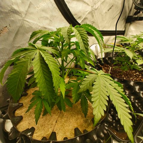 Cherry Poppers growlog timeline photo