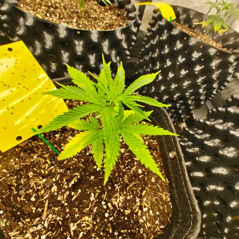 Cherry Poppers growlog timeline photo
