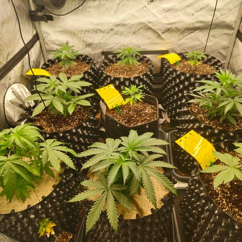 Cherry Poppers growlog timeline photo