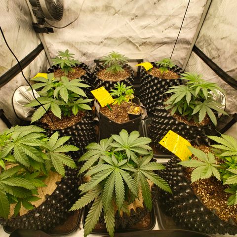 Cherry Poppers growlog timeline photo