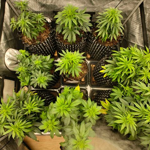 Cherry Poppers growlog timeline photo