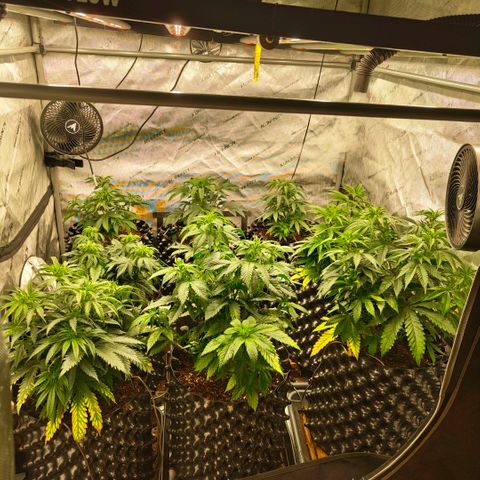 Cherry Poppers growlog timeline photo