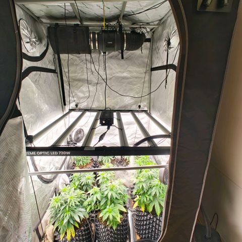 Cherry Poppers growlog timeline photo