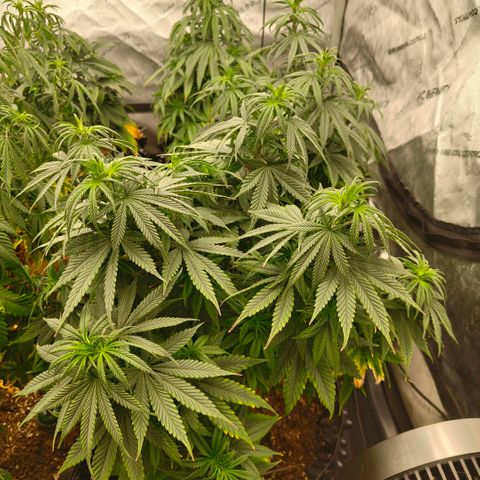 Cherry Poppers growlog timeline photo