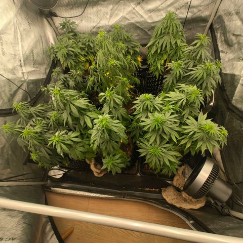 Cherry Poppers growlog timeline photo