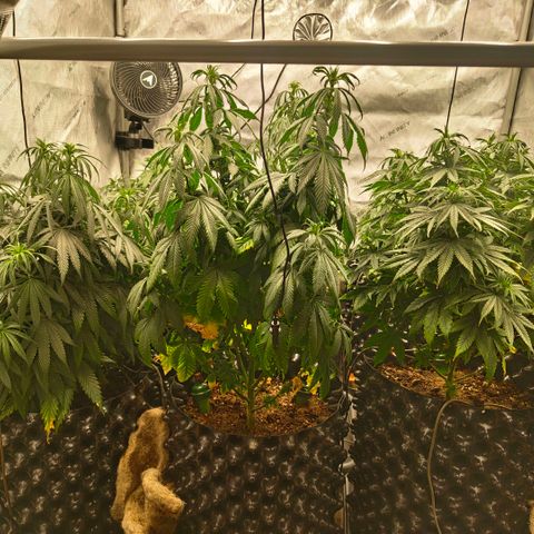 Cherry Poppers growlog timeline photo