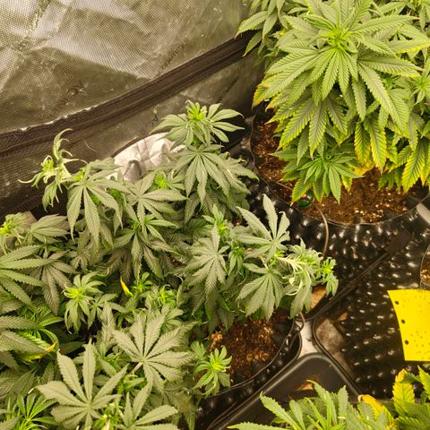 Cherry Poppers growlog timeline photo