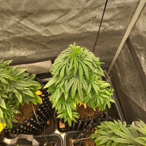 Cherry Poppers growlog timeline photo