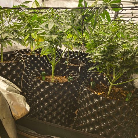 Cherry Poppers growlog timeline photo