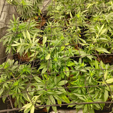 Cherry Poppers growlog timeline photo