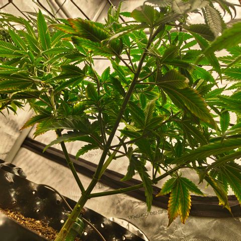 Cherry Poppers growlog timeline photo