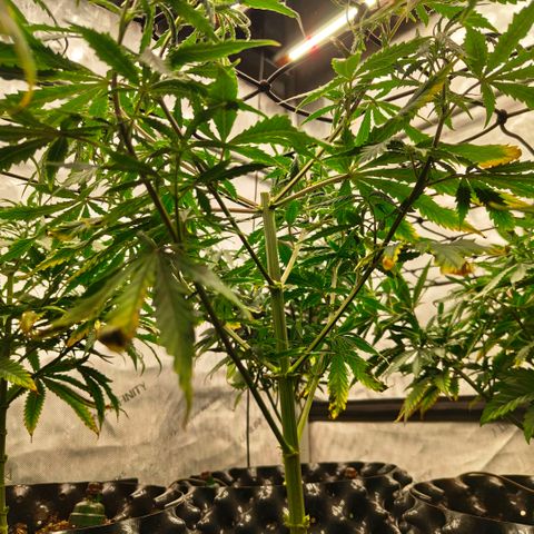 Cherry Poppers growlog timeline photo