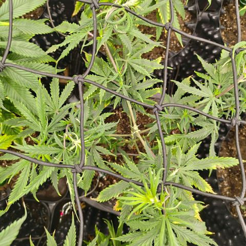 Cherry Poppers growlog timeline photo