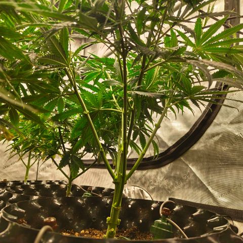 Cherry Poppers growlog timeline photo