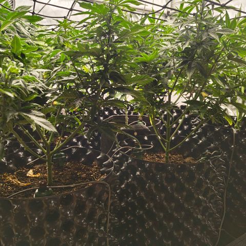 Cherry Poppers growlog timeline photo