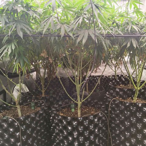 Cherry Poppers growlog timeline photo