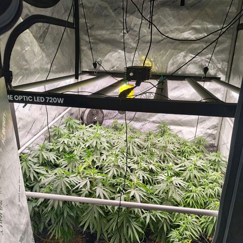 Cherry Poppers growlog timeline photo