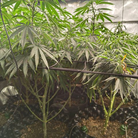 Cherry Poppers growlog timeline photo