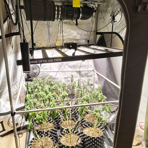 Cherry Poppers growlog timeline photo