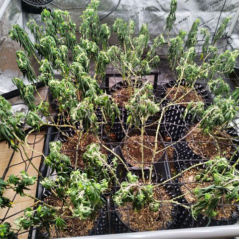 Cherry Poppers growlog timeline photo