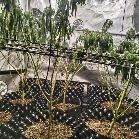 Cherry Poppers growlog timeline photo