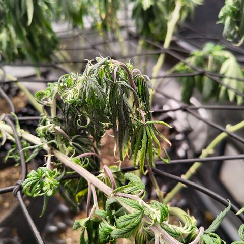 Cherry Poppers growlog timeline photo