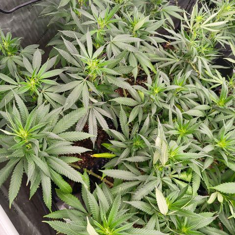 Cherry Poppers growlog timeline photo