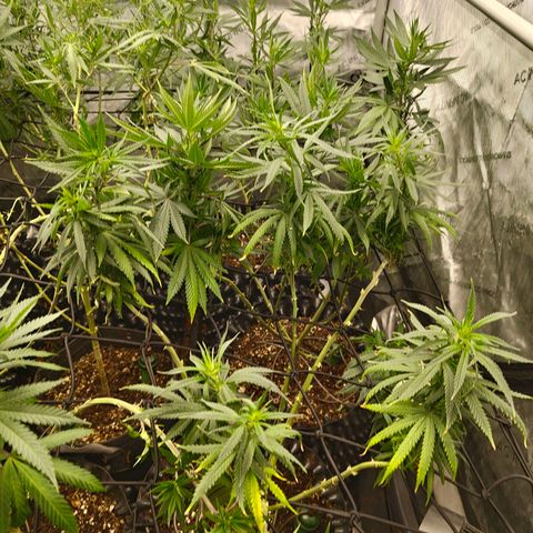 Cherry Poppers growlog timeline photo