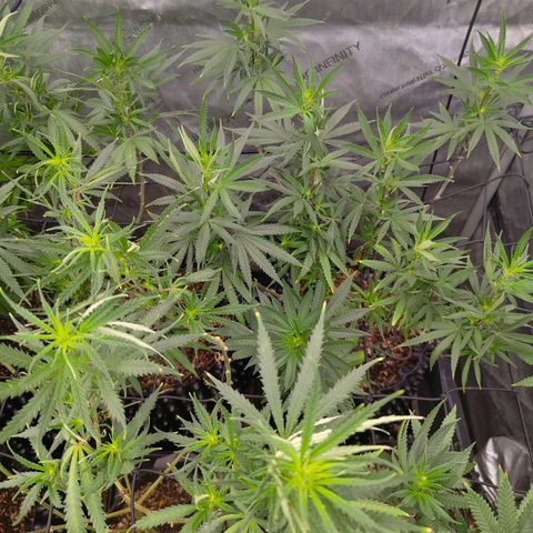 Cherry Poppers growlog timeline photo