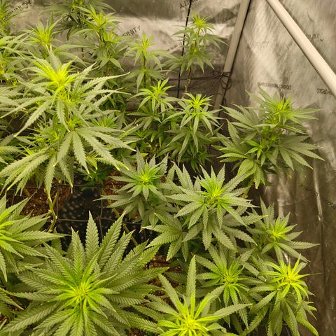 Cherry Poppers growlog timeline photo