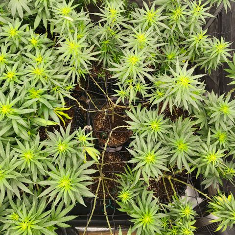 Cherry Poppers growlog timeline photo