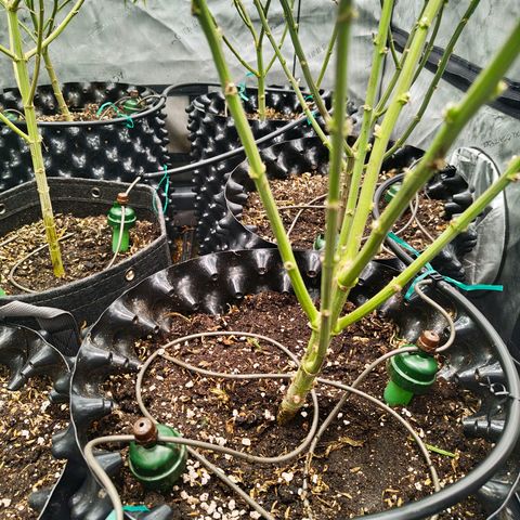 Cherry Poppers growlog timeline photo