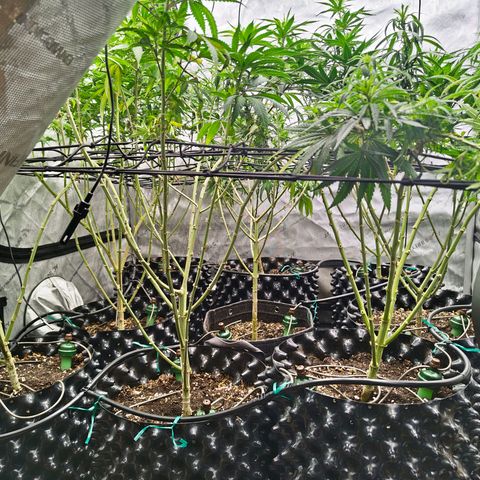 Cherry Poppers growlog timeline photo