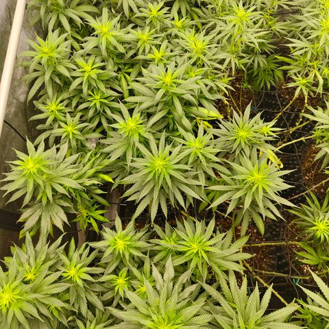 Cherry Poppers growlog timeline photo