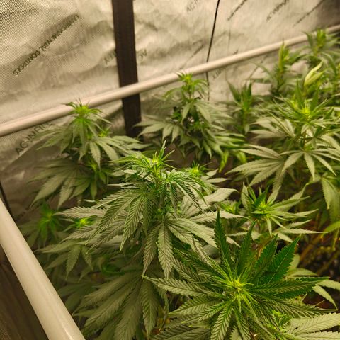 Cherry Poppers growlog timeline photo