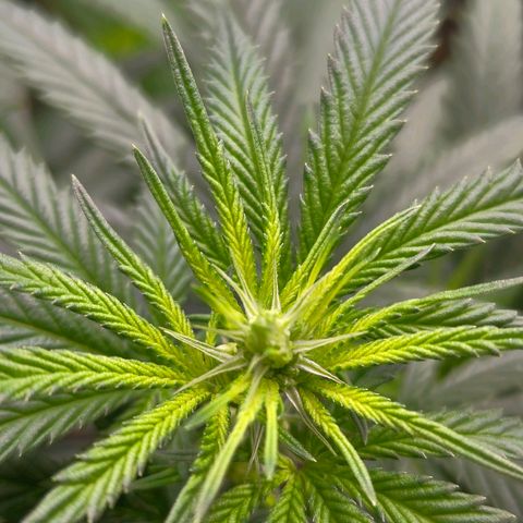Cherry Poppers growlog timeline photo