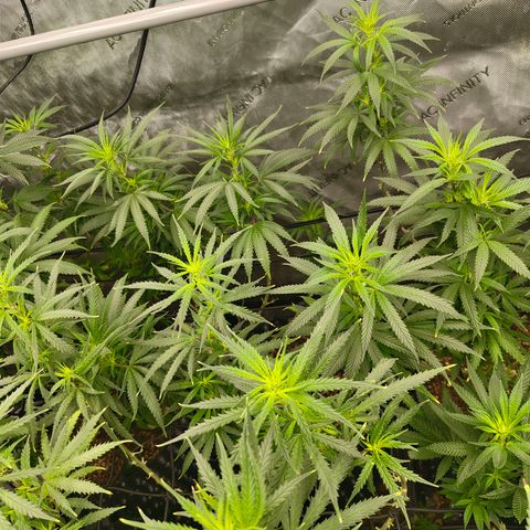 Cherry Poppers growlog timeline photo