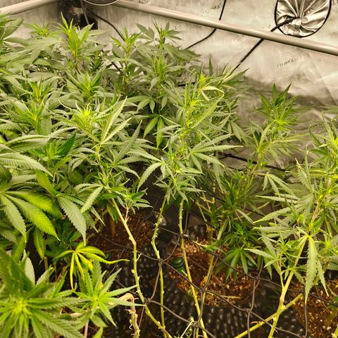 Cherry Poppers growlog timeline photo