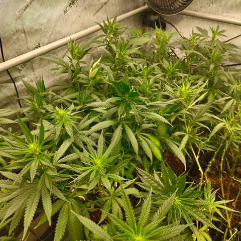 Cherry Poppers growlog timeline photo