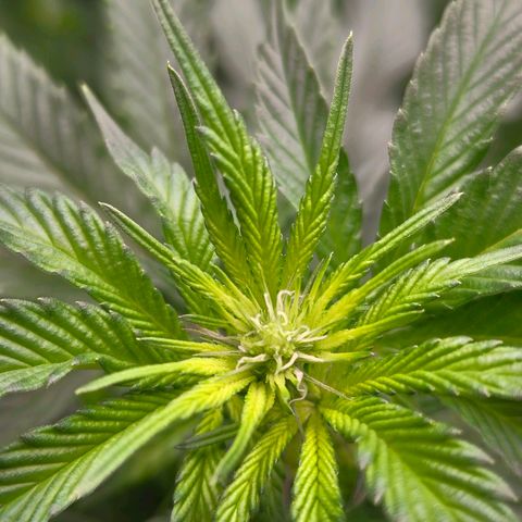 Cherry Poppers growlog timeline photo