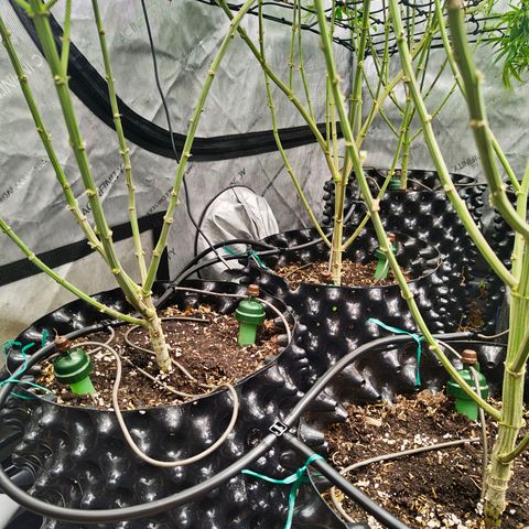 Cherry Poppers growlog timeline photo